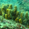 20130105_plk_8-neptunova_sarma_083