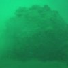 divex38